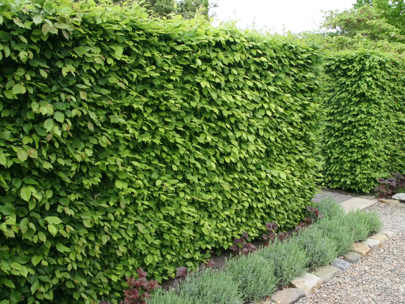 Hainbuchenhecke