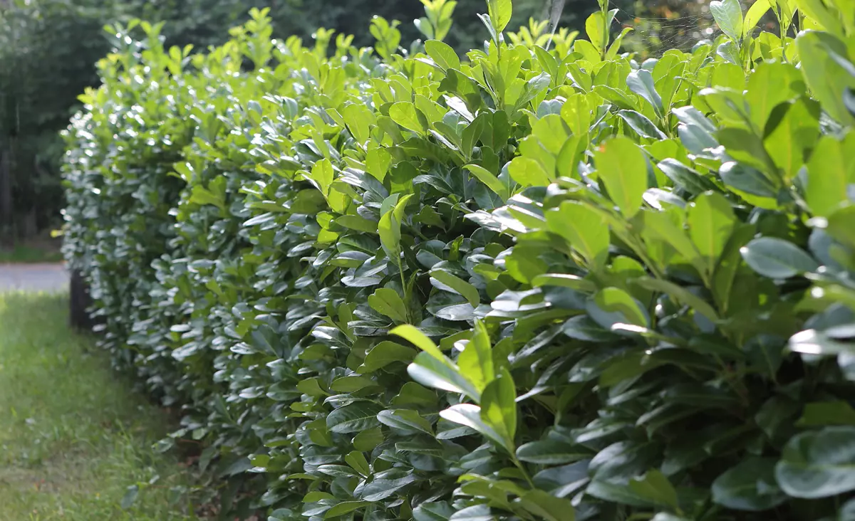 Kirschlorbeerhecke