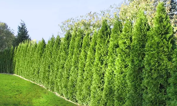 Lebensbaumhecke (Thuja)