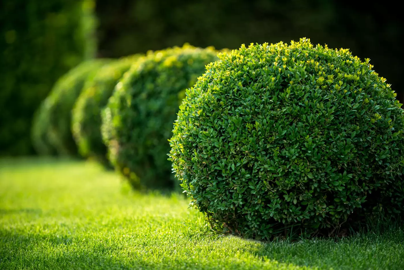Buchsbaumhecke