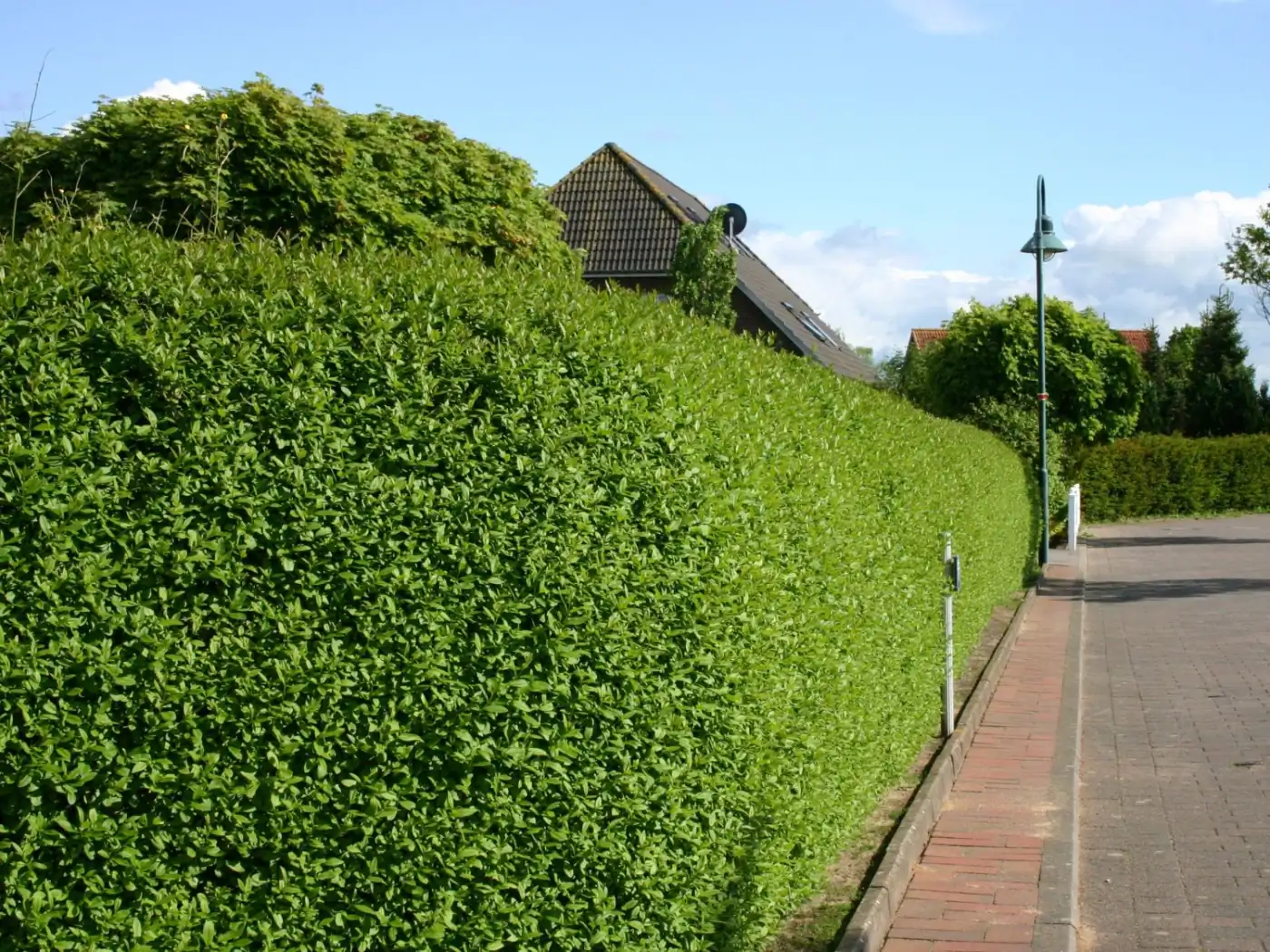 Ligusterhecke