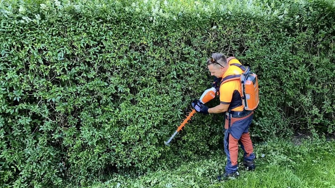 Heckenschnitt-Einsatz von Heckenheld in Dresden