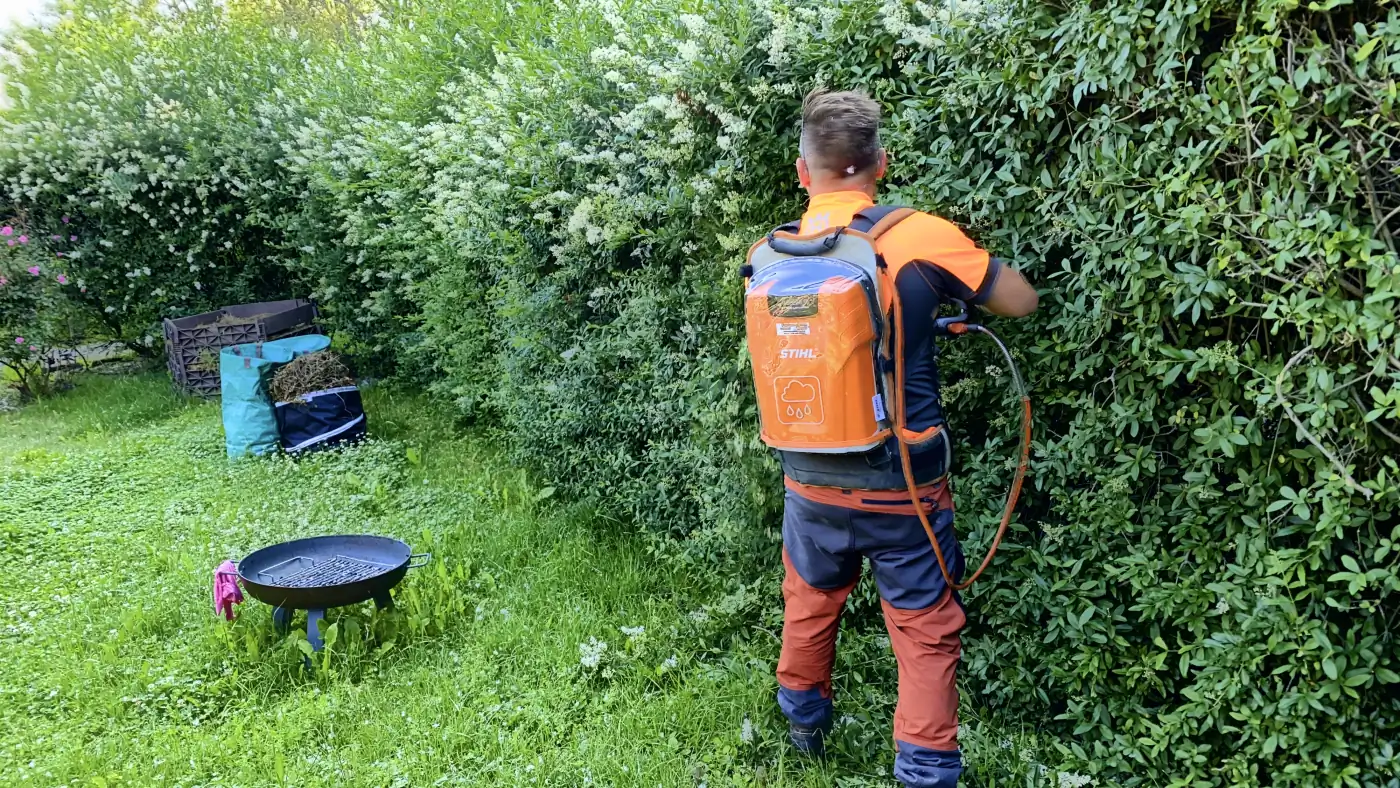 Heckenheld-Einsatz an einer Hecke in Dresden